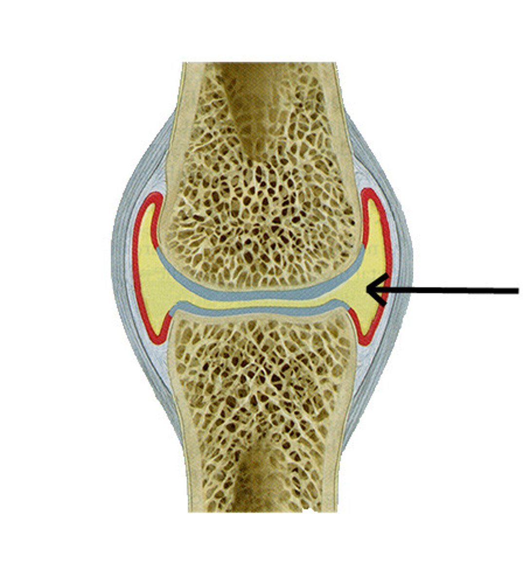 <p>Between the articular surfaces, a thin cavity is filled with ______________, which acts to lubricate the joint surface and nourish the tissues of the internal joint surface</p>