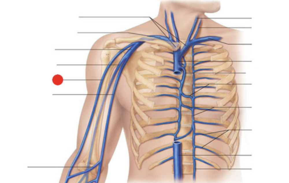 <p><span>The cephalic is the second vein of choice </span></p><p><span>This is the vein used for most obese patients.</span></p>