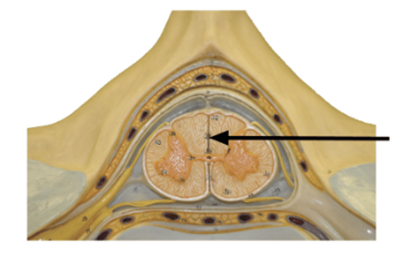<p>Identify structure.</p>