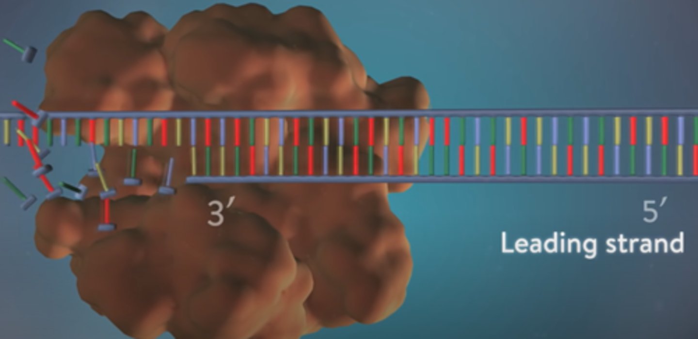 <p>This strand is synthesized continuously because it starts with the 5' end, so DNA polymerase can continuously add bases in the 5' to 3' direction. Only one primer is needed for the leading strand.</p>