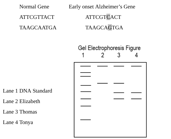 <p><span style="background-color: transparent; font-family: "Times New Roman", serif;"><span>A family was wondering about the heredity of a certain gene that causes early onset of Alzheimer's. This particular gene for the trait is dominant. One copy of the gene will cause early onset of Alzheimer's. Those who are homozygous recessive do NOT end up getting Alzheimer's at an early age, but may still develop it later on in life. The genetic mutation that causes the early onset gene occurs when a T is changed to a C. </span><em><span>TaqI</span></em><span> is the restriction enzyme used to cut these genes because it recognizes this sequence and cuts the DNA at the site of the mutation. Which family member(s) has (have) the faulty gene?&nbsp; Choose all that apply.</span></span></p><p></p>
