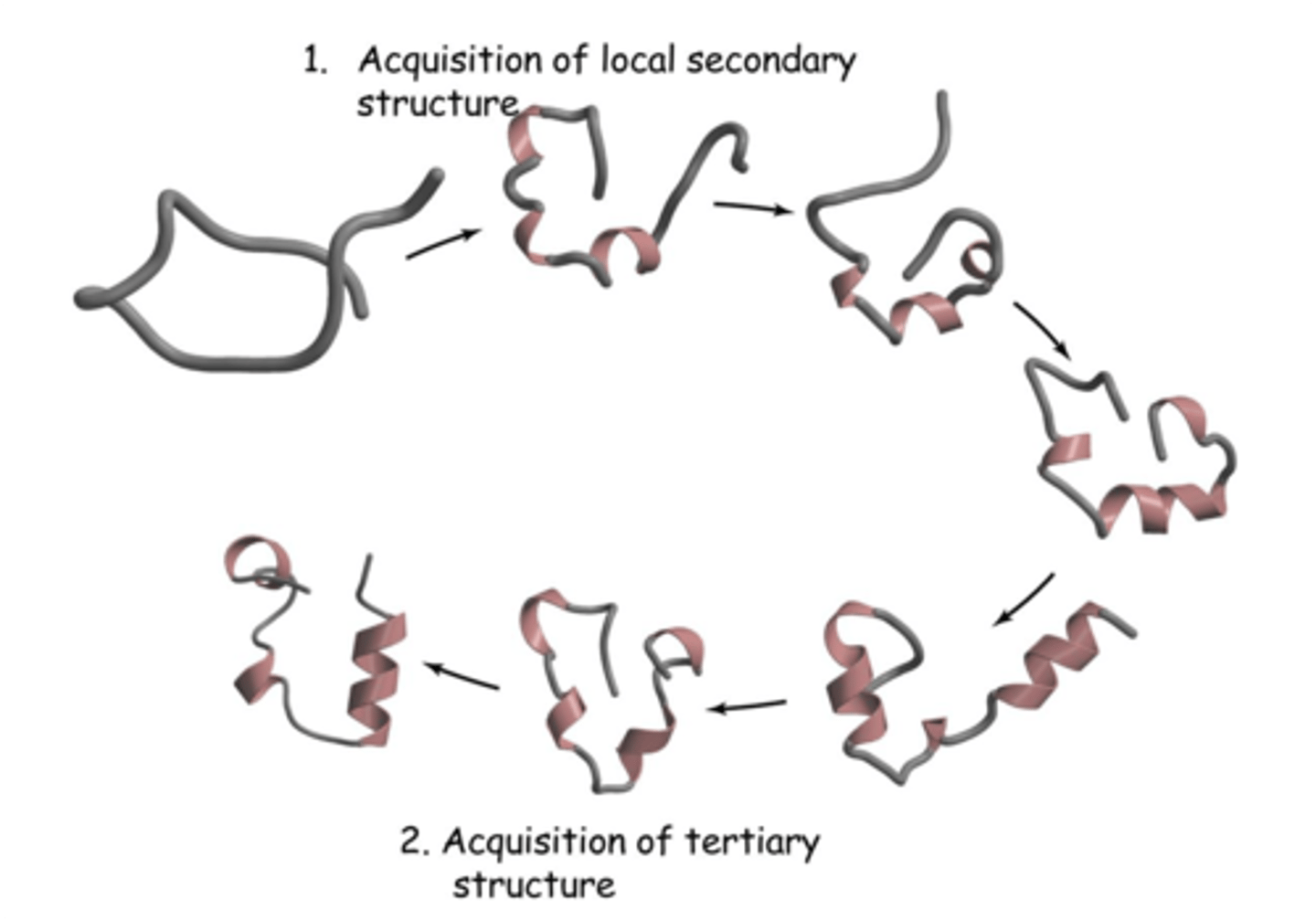 <p>1. Secondary structures acquired</p><p>2. Tertiary structures acquired</p>