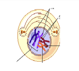 <p>prophase I </p>