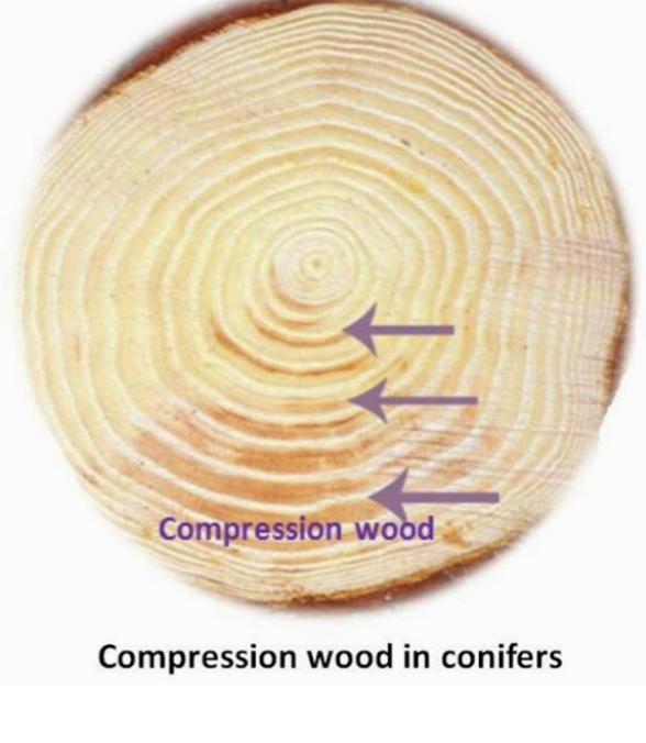 <ul><li><p>grows below the pith to push the wood up into place</p></li><li><p>softwoods</p></li></ul><p></p>