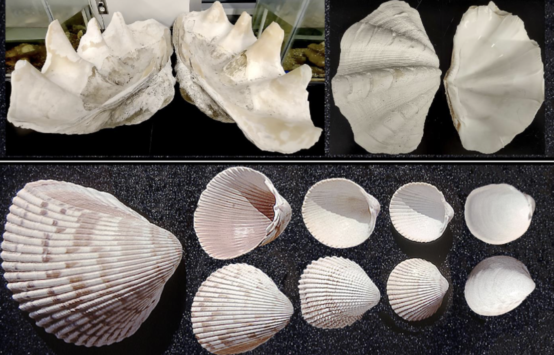 <p>What phylum, class, subclass, infraclass, order, and family is this organism? What is their habitat and feeding?</p>
