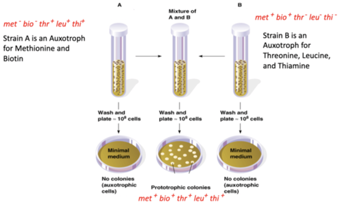 <p>demonstrated recombination and conjugation in E.coli by using a mixture of two auxotrophs, one for Met and Bio and auxotroph thr, leu, and this. they combined to make a prototroph</p>