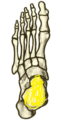 Which bone is highlighted