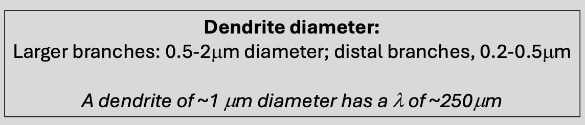 <p>250 micro metres</p><p>How can a distal EPSP propagate ALL THE WAY to the AIS</p>