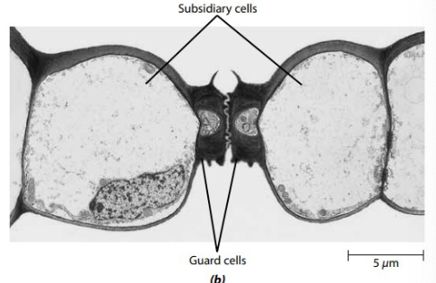 <p>What does the <strong>Stomata</strong> do for plants?</p>