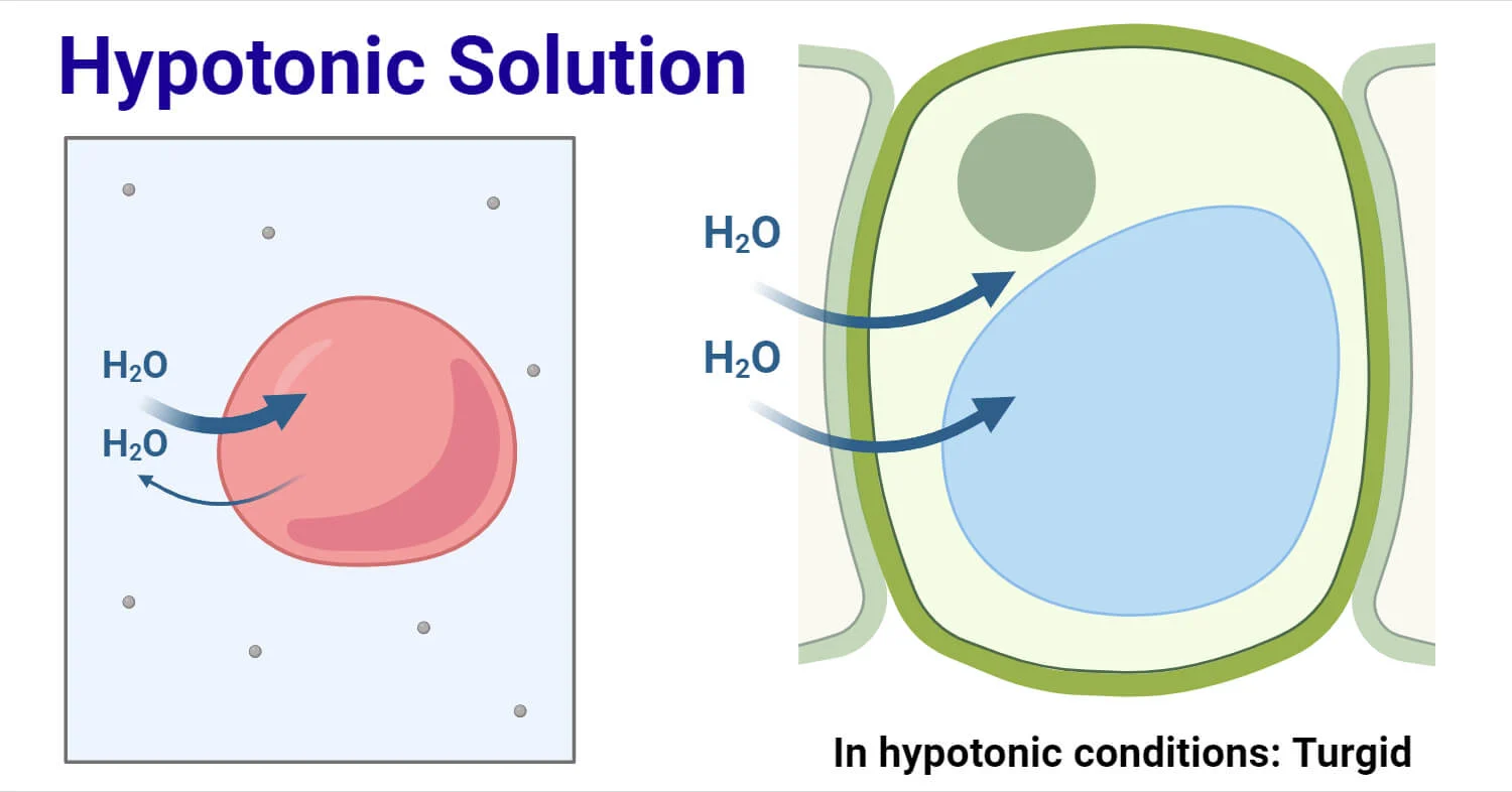 <p>an external solution with a lower concentration of solutes and a higher concentration of H2O compared to the inside of a cell</p><ul><li><p>animal cells in a hypotonic solution will swell up, causing it to burst and die</p></li><li><p>plant cells in a hypotonic solution will also swell up, but will not burst due to the cell wall preventing that to happen (turgid)</p></li></ul><p></p>
