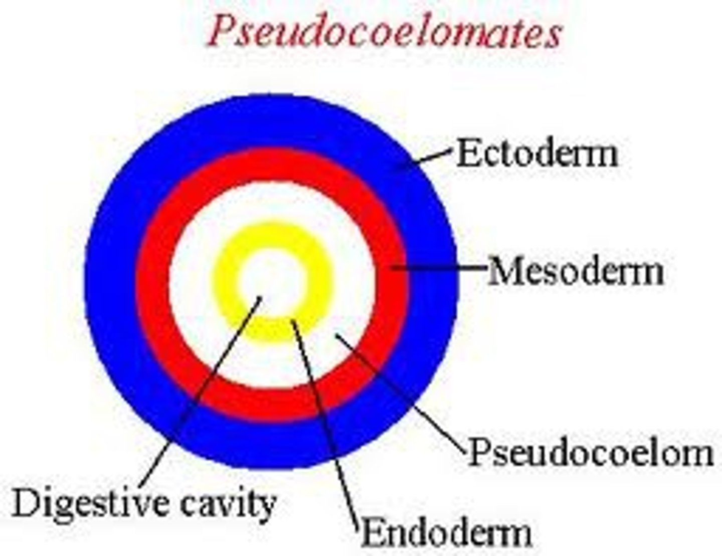 <p>A fluid filled cavity partly lined with mesoderm</p>