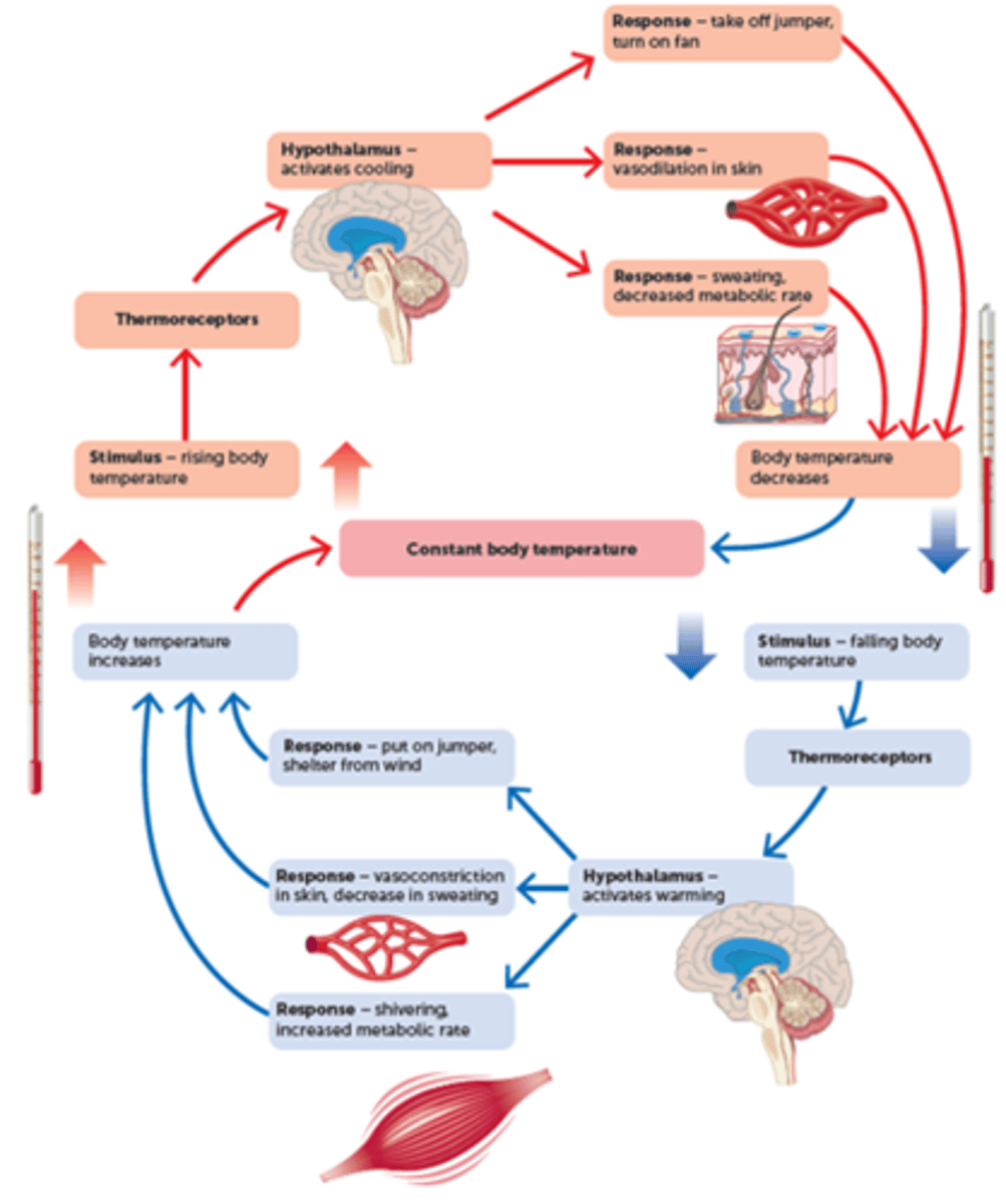 <p>The hypothalamus exercises control over the various mechanisms involved in Thermo regulation</p>