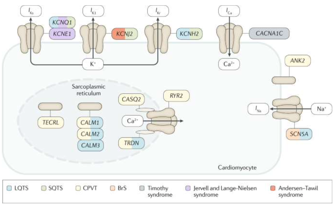 phenotypes and genes overlap with other arrhythmias

* can be hard to distinguish in families 