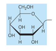 <p>sphingolipid with glucose head group</p>