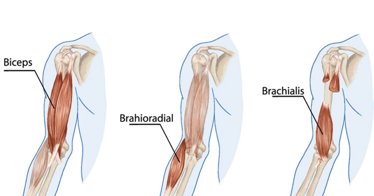 <p><span>Arm Flexors</span></p>