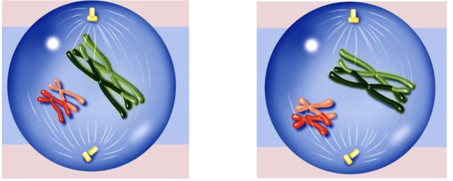 <p>prophase I</p>
