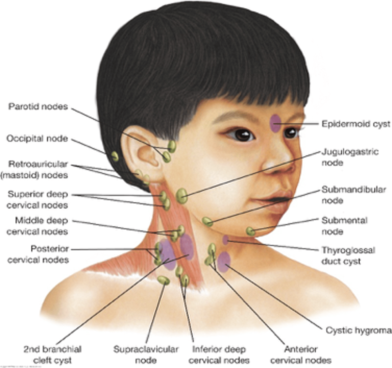 <p>masses</p><p>palpate: while infant is supine, check position of thyroid and trachea</p><p>palpate clavicle for fracture</p><p>assess mobility of neck</p>