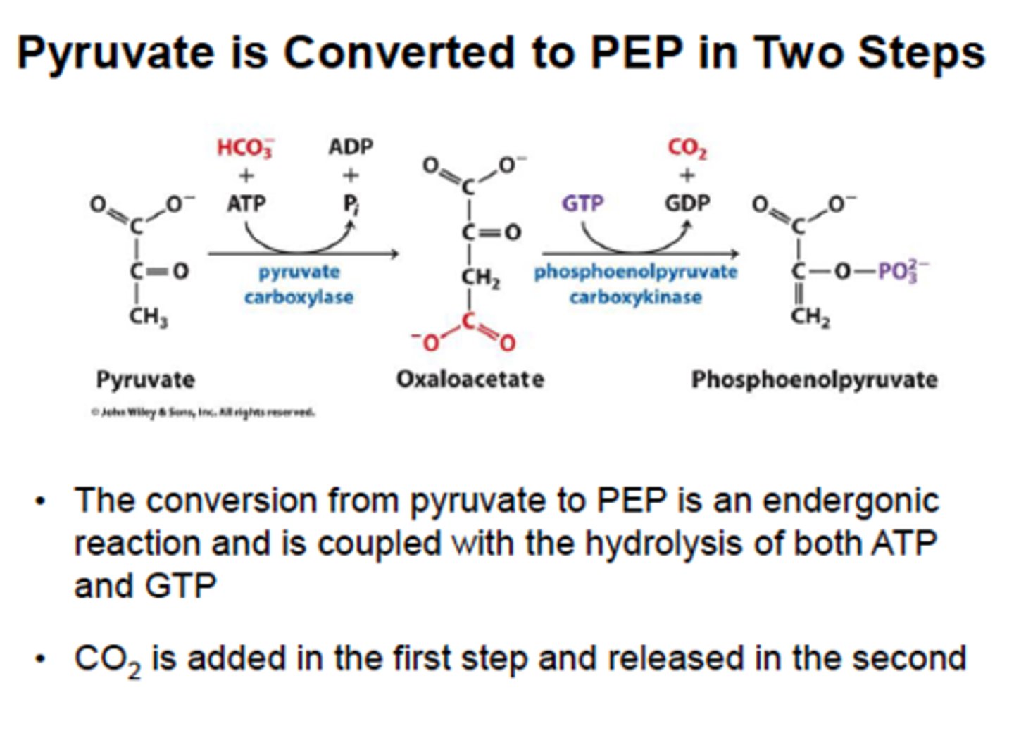 <p>reactant: OAA + GTP</p><p>enzyme: PEP carboxykinase</p><p>product: PEP + GDP + CO2</p><p>- OAA first moved to cytosol as malate then becomes OAA again (malate dehydrogenase, requires NADH/NAD+)</p><p>- GTP hydrolyzed, decarboxylation</p>
