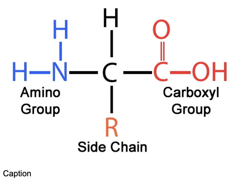 <ul><li><p>central carbon atom</p></li><li><p>R side chain</p></li><li><p>carboxyl group</p></li><li><p>amino group</p></li></ul><p></p>
