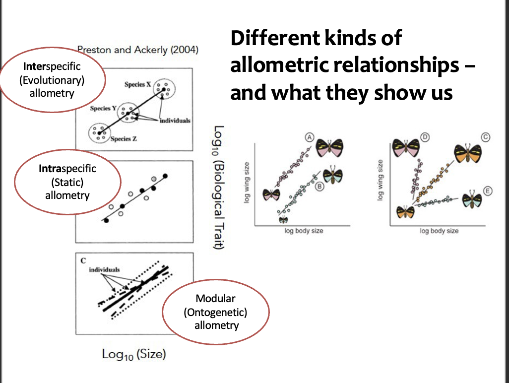 <ul><li><p>quantify similarities and differences between taxa (populations, individuals etc.) - differences in the intercept of the allometry between species indicate differences in the proportionate size of the wing, irrespective of body size</p></li><li><p>points to operation of similar or differing processes - in contrast, differences in the slope of the allometry between species indicate differences in how the relative size of the wing changes with body size within a species</p></li><li><p>can use propose and test theory - the slope and the intercept for morphological static allometries captures the relationship between size and form within and between species</p></li></ul><p></p>