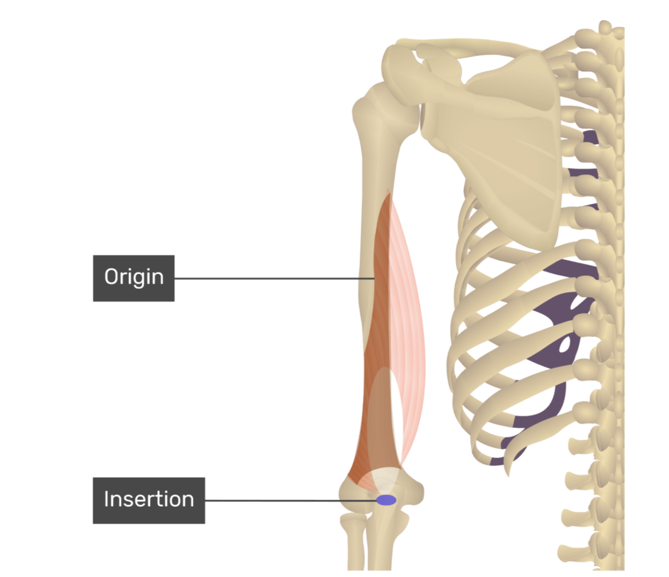 <p>triceps brachii, lateral head</p>