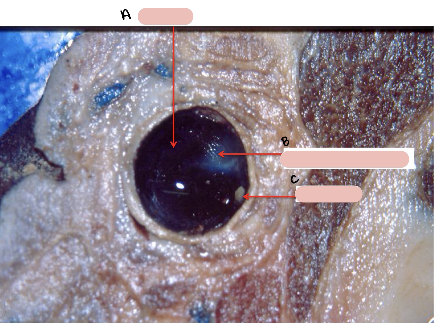 <p><span>Name the structure(s) indicated by a, b, and c.</span></p>