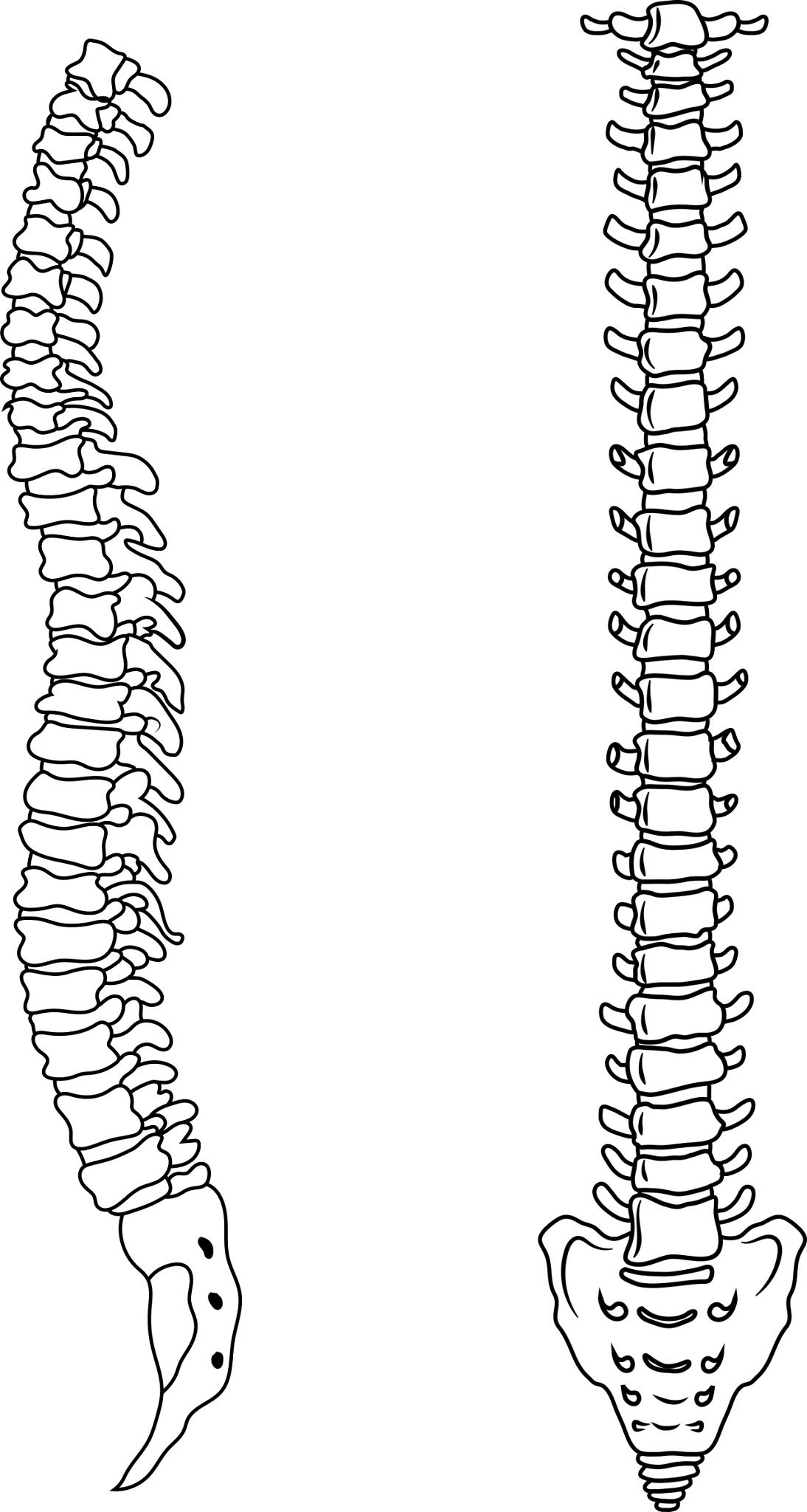 <p>How many sections make up the <strong>Vertebral Column</strong></p>