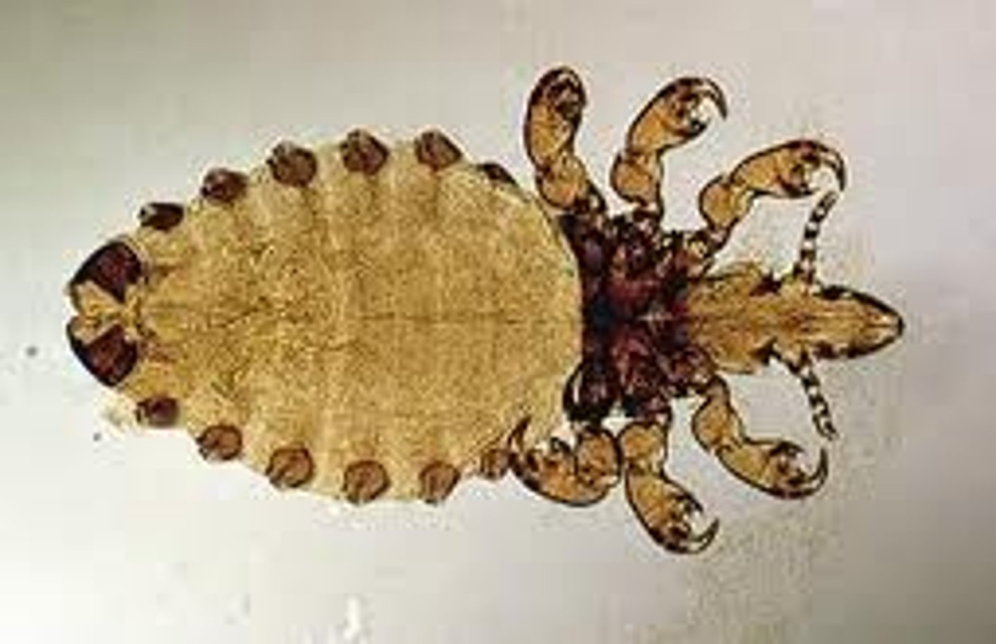 <p>(sucking lice)</p><p>feeds on: blood, human disease vectors</p><p>Hosts: found on specific body parts of mammalian host</p><p>head is narrower than prothorax</p><p>consists of head lice + body lice</p>