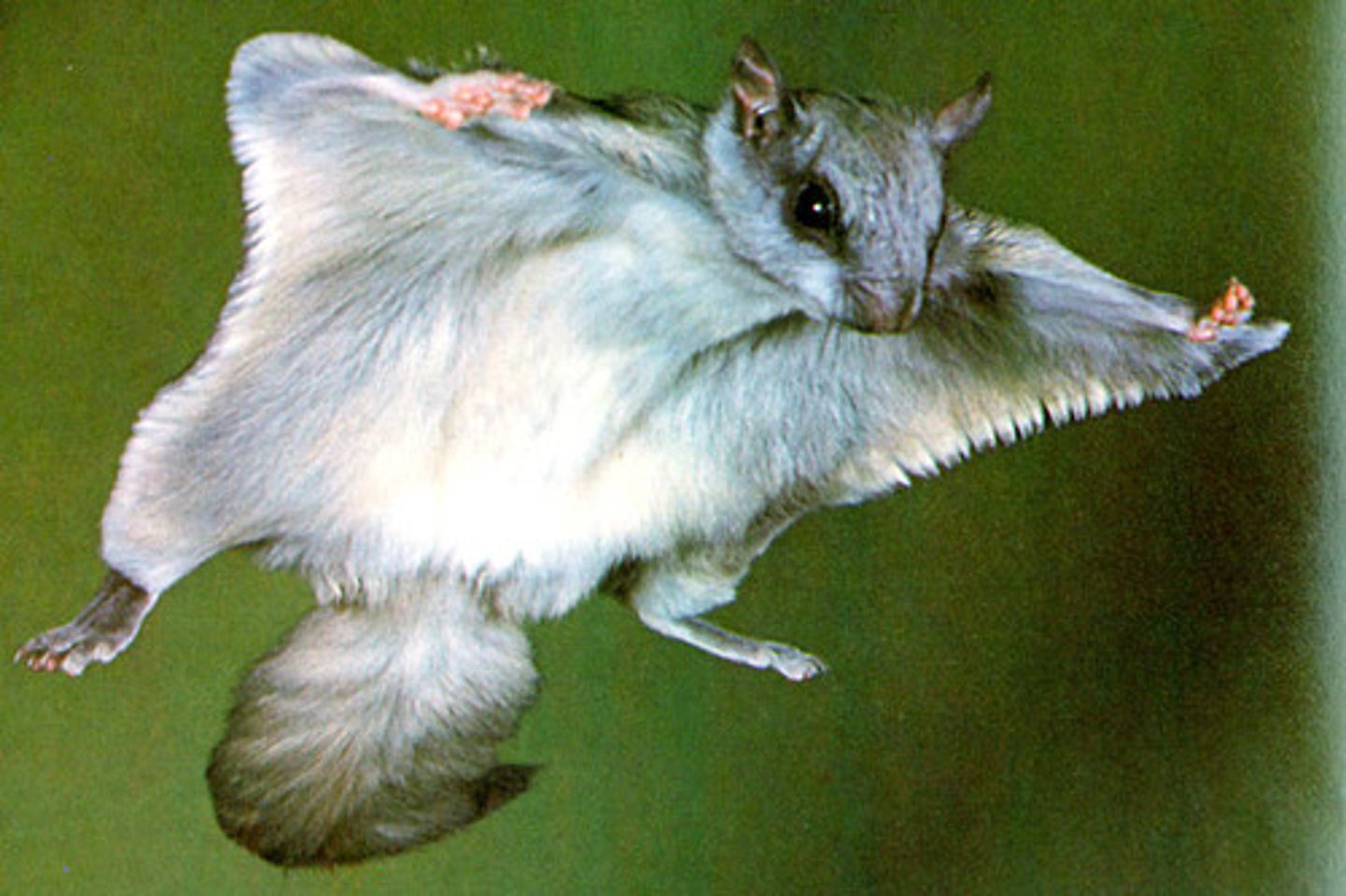 <p>Glaucomys sabrinus</p>