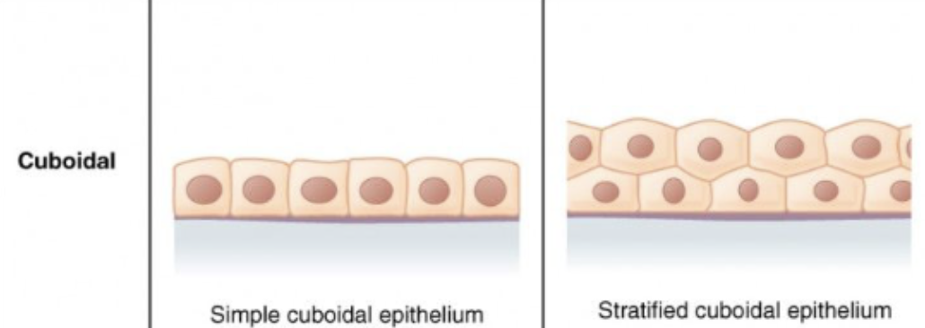 <p>An Epithelial Tissue shape that is<strong> shaped like a cube </strong></p>