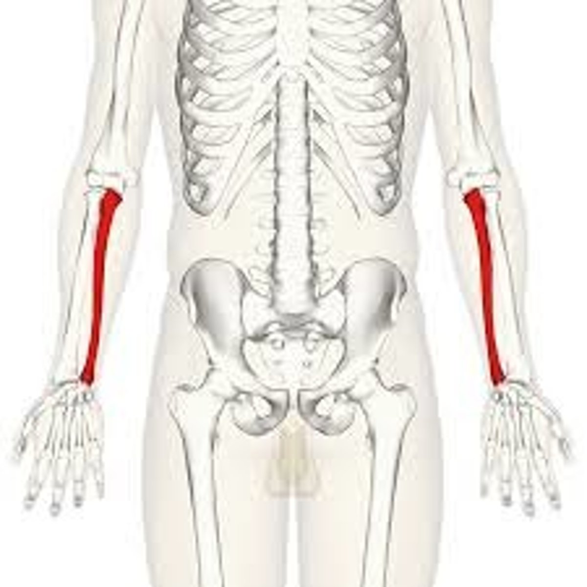 <p>Inner and larger bone of the forearm, attached to the wrist and located on the side of the little finger.</p>