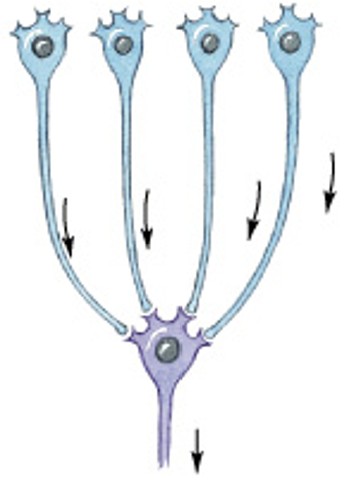 <p>Which patterns of neural circuits in neuronal pools:</p><ul><li><p>Brings input from many sources to a single neuron</p></li><li><p>Many neurons can have the same effect</p></li><li><p>Ex) controlling the diaphragm</p></li></ul><p></p>