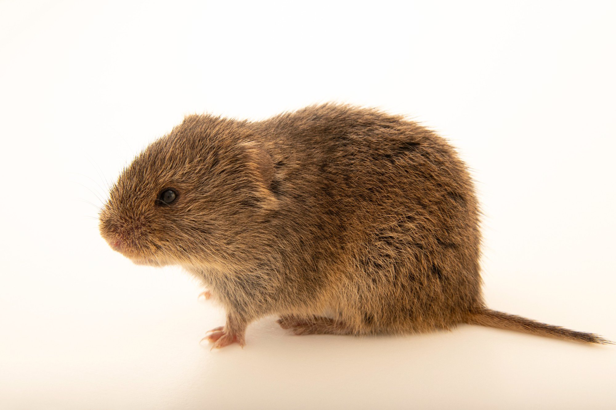 <p><em>Microtus ochrogaster</em></p>