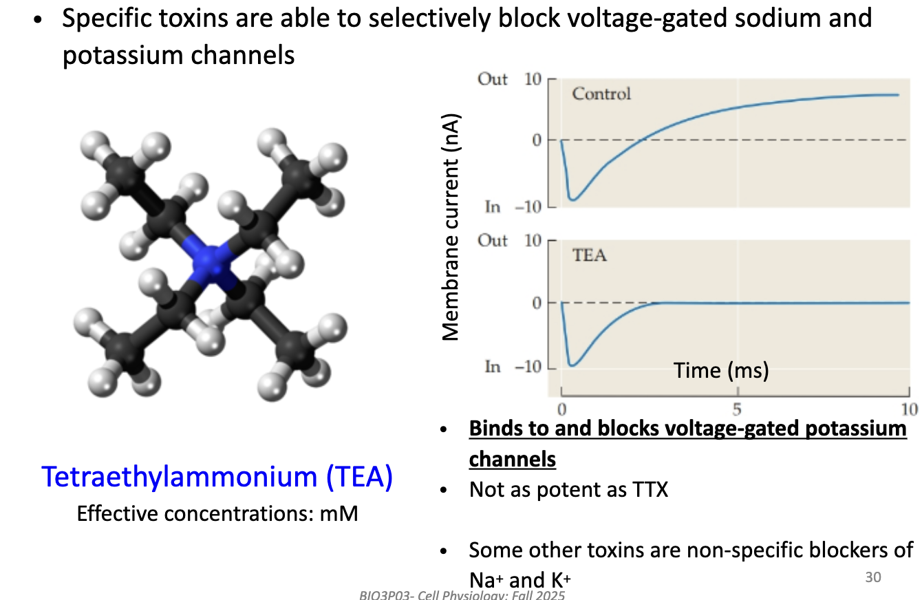 <ul><li><p><strong>TEA</strong> blocks <strong>voltage-gated K+ channels</strong> (binds on outside).</p></li><li><p>Used in <strong>mM concentrations</strong> (less potent than TTX).</p></li><li><p>Leaves Na+ current intact → isolates <strong>Na+ current</strong> recordings.</p></li><li><p>Some other toxins block both Na+ and K+ (non-specific).</p></li></ul><p></p>