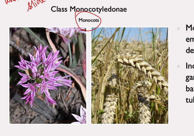 <p>class monocotyledonaem</p>