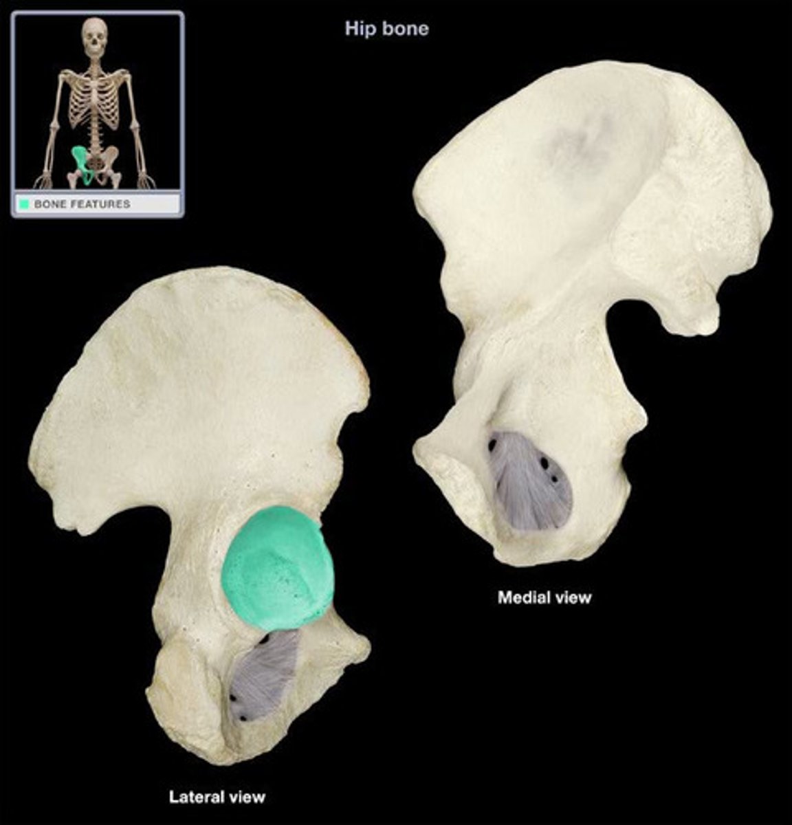 <p>large socket in the pelvic bone for the head of the femur</p>