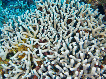 <p>tiny corals that are finger shaped - solid</p>