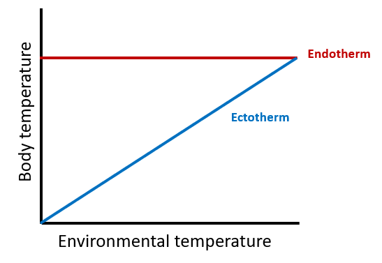 <p>-as the external temperature increases, the internal temperature of ectotherms increases [as its internal temperature depends on the external temperature]</p><p>-as the external temperature increases, the internal temperature of the endotherm remains relatively constant [as its internal temperature does not depend on the external temperature]</p>