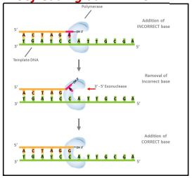 <p>A DNA Polimerase III tem atividade exonucleásica (3’ para 5’), tendo a capacidade de remover o nucleótido que foi introduzido de forma incorreta, reparando assim esse erro.</p>