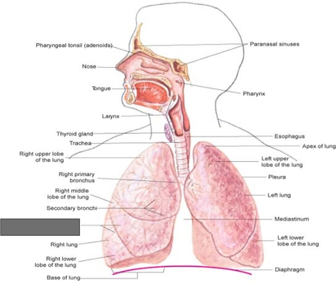 term image