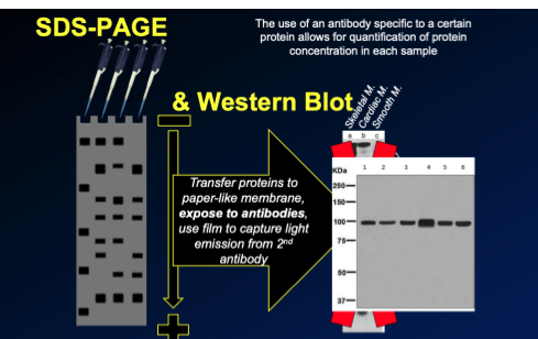 \-add an antibody instead of theblue staining, so will only bind to 1 protein 

\-this means we would only see the one band of that one protein, and others wouldnt be visible 

\-this is called **a western blot,**  so using an antibody specific to a certain protein, which then allows for quantification of protein concentration in each sample
