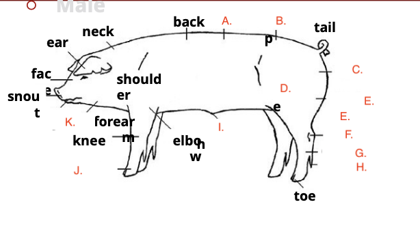 <p>what are the different parts of a pig</p>