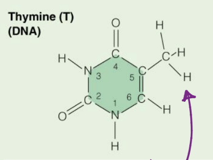 <p>Has a Methyl Group</p>