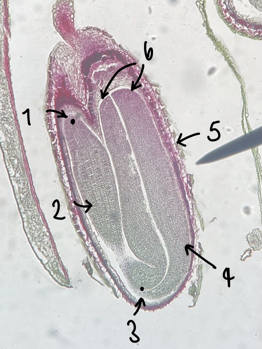 <p>name the structure in label 6</p>