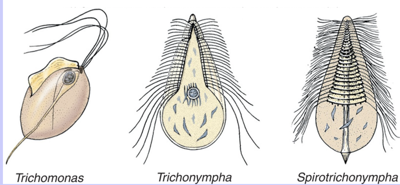 <ul><li><p>Have axostyle + parabasal body.</p></li><li><p><em>Trichomonas vaginalis</em> (STD), <em>Trichonympha</em> (termite symbiont)</p></li></ul><p></p>