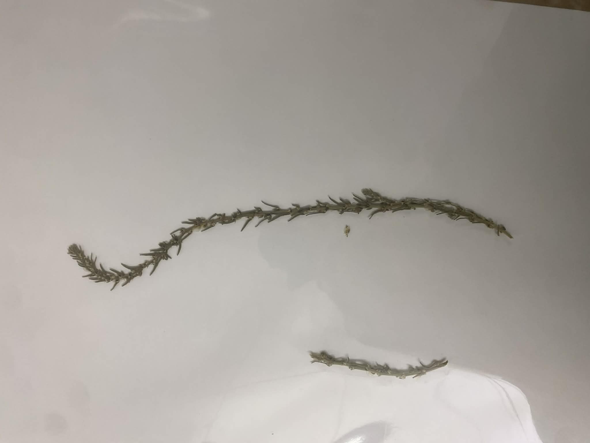 <p>Chenopodiaceae, P, N, Kochia americana, Green Molly</p>