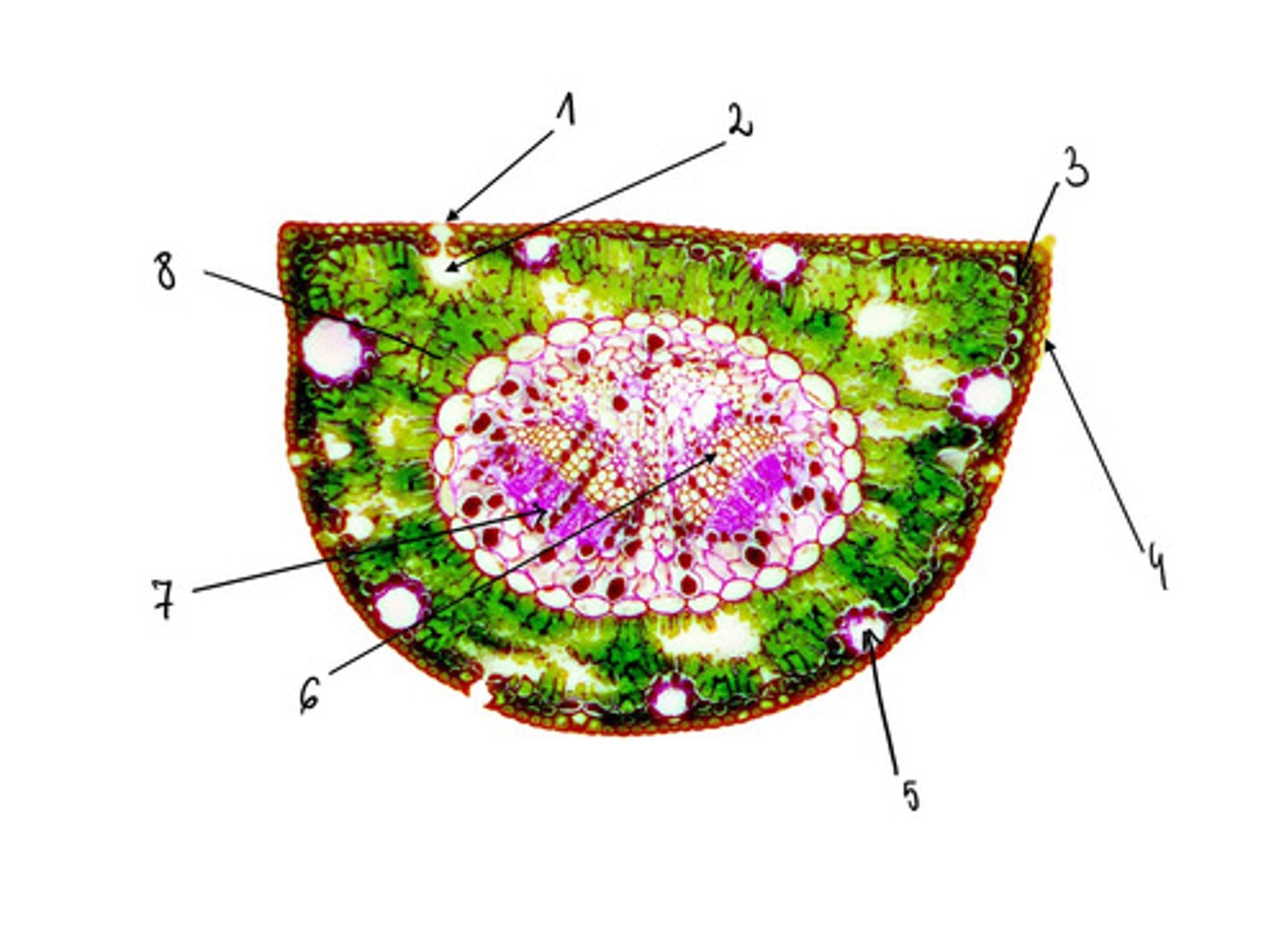 <p>6</p>