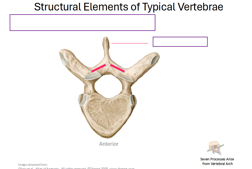 <p>Describe this structure and where it meets</p>