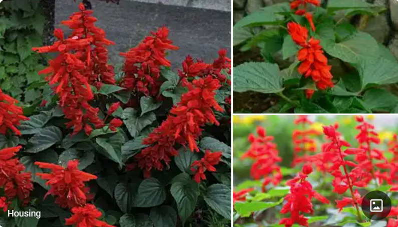 <p>Salvia splendens </p>