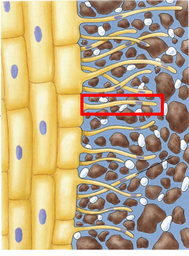 <p>The red highlighted box in the image shows ___, they are extensions of _____ cells.</p>
